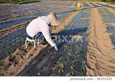 農業工作風景，洋蔥幼苗的種植 96434205