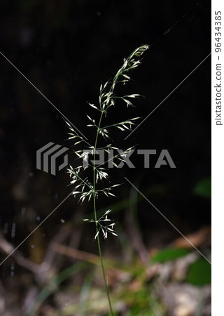 Nogariyas（Nokariyasu） 96434385