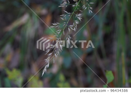 Nogariyas（Nokariyasu） 96434386