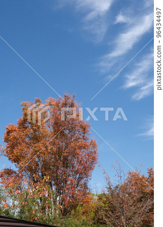 (Autumn scenery) Autumn leaves trees, clouds, sky in fine weather: Vertical composition (Autumn scenery) Autumn leaves trees, clouds, sky in fine weather: Vertical composition 96434497