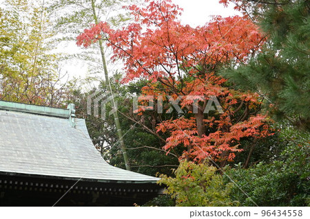 Hazenoki，Haze楓樹的秋葉 96434558