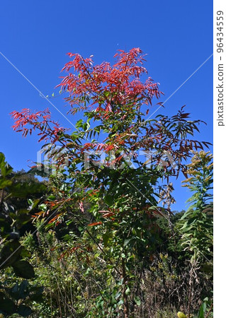 Hazenoki，Haze楓樹的秋葉 96434559