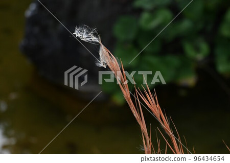 Meriken Karukaya Meriken Karukaya 96434654