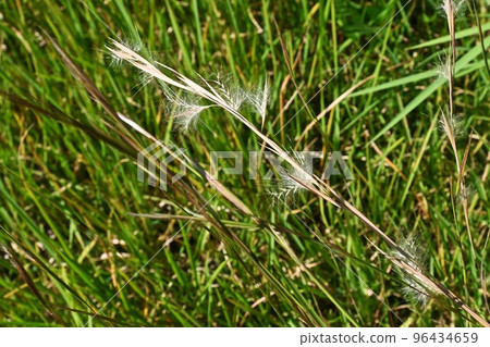 Meriken Karukaya 96434659