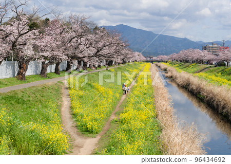 Sakura and rape blossoms on the Sana River bank 96434692
