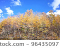 Yellow leaves of Japanese larch in Tateshina Highland 96435097