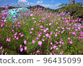 Cosmos in full bloom at Hokuto City Farm 96435099