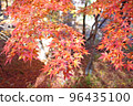Autumn leaves of Japanese maple in Shosenkyo Gorge 96435100