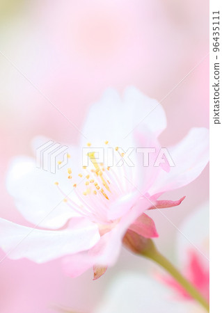 Cute cherry blossom | Background pink (vertical composition) Cute cherry blossom | Background pink (vertical composition) 96435111