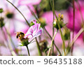 在波斯菊領域的蜂 96435188
