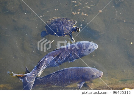 紅耳龜（綠海龜）在溪流中游泳 96435315