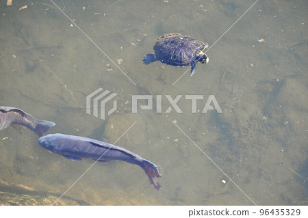 Red eared slider (Green turtle) swimming in a stream 96435329