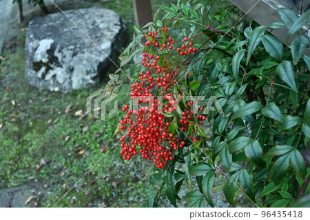 Nanten (southern sky), flower and fruit 96435418