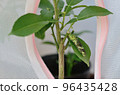 Moulting of a swallowtail <On a yuzu leaf, a caterpillar molts to become a final instar larva> 96435428