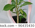Moulting of a swallowtail <On a yuzu leaf, a caterpillar eats the molting skin> 96435430