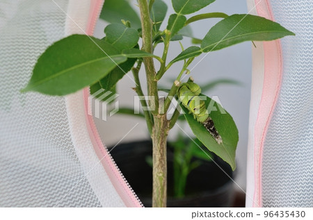 燕尾魚的蛻皮<在柚子葉上,毛毛蟲吃掉蛻皮> 燕尾魚的蛻皮<在柚子葉上,毛毛蟲吃掉蛻皮> 96435430