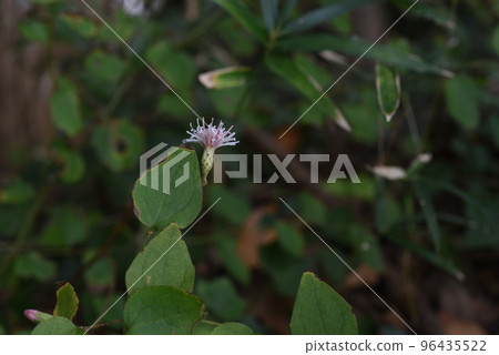 Koyabouuki (Koya Broom) Flower/Rare Flower Koyabouuki (Koya Broom) Flower/Rare Flower 96435522
