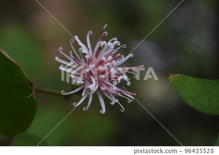 Koyabouuki (Koya Broom) Flower/Rare Flower Koyabouuki (Koya Broom) Flower/Rare Flower 96435528