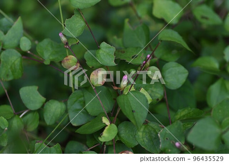 Koyabouki (Koya Broom) 花/稀有花 Koyabouki (Koya Broom) 花/稀有花 96435529