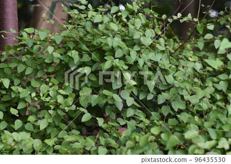 Koyabouki (Koya Broom) 花/稀有花 96435530