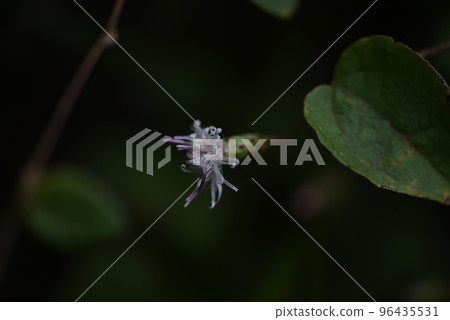 Koyabouki (Koya Broom) 花/稀有花 Koyabouki (Koya Broom) 花/稀有花 96435531