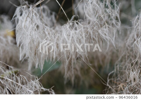 Smoke Tree Royal Purple/Haguma Tree Smoke Tree Royal Purple/Haguma Tree 96436016