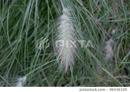 Pennisetum virosa (silver fox, silver fox) 96436109