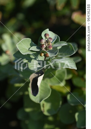 Hamagou flower and fruit Hamagou flower and fruit 96436288