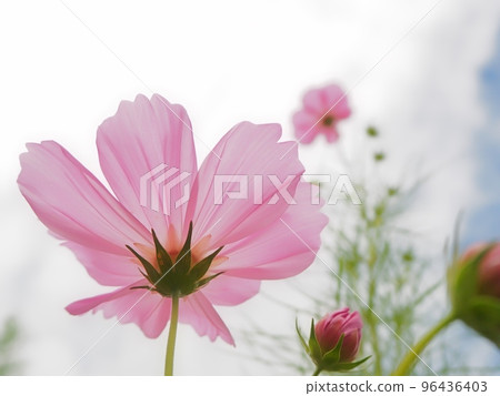 Cosmos flowers Cosmos flowers 96436403