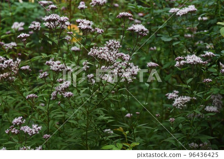 Fujibakama 花蟲吸食花蜜 96436425