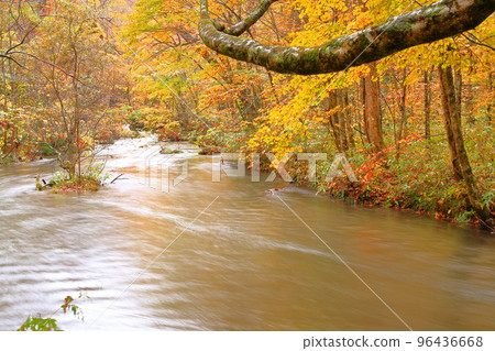 Autumn, Oirase stream with colored leaves Autumn, Oirase stream with colored leaves 96436668