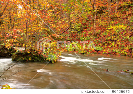 Autumn, Oirase stream with colored leaves Autumn, Oirase stream with colored leaves 96436675