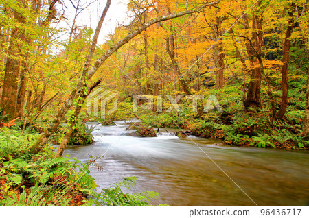 Autumn, Oirase stream with colored leaves Autumn, Oirase stream with colored leaves 96436717