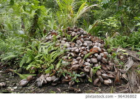 The world heritage site. Nan Madol in Pohnpei, Micronesia. 96436802
