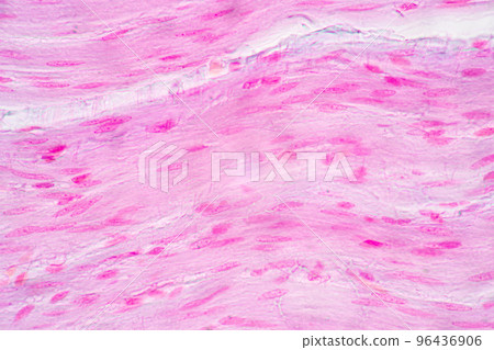 Backgrounds of Characteristics Tissue of Stomach Human, Small intestine Human, Pancreas Human and Large intestine Human under the microscope in Lab. 96436906