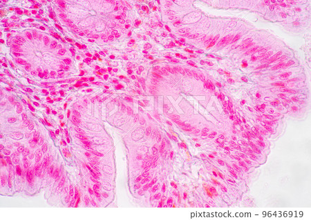 Backgrounds of Characteristics Tissue of Stomach Human, Small intestine Human, Pancreas Human and Large intestine Human under the microscope in Lab. 96436919