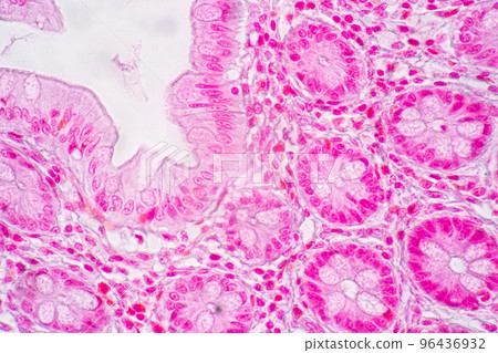Backgrounds of Characteristics Tissue of Stomach Human, Small intestine Human, Pancreas Human and Large intestine Human under the microscope in Lab. Backgrounds of Characteristics Tissue of Stomach Human, Small intestine Human, Pancreas Human and Large intestine Human under the microscope in Lab. 96436932