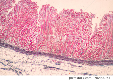 Backgrounds of Characteristics Tissue of Stomach Human, Small intestine Human, Pancreas Human and Large intestine Human under the microscope in Lab. Backgrounds of Characteristics Tissue of Stomach Human, Small intestine Human, Pancreas Human and Large intestine Human under the microscope in Lab. 96436934