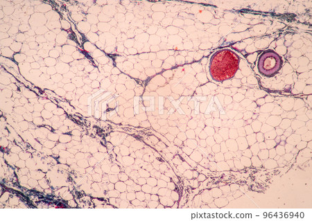 Backgrounds of Characteristics Tissue of Stomach Human, Small intestine Human, Pancreas Human and Large intestine Human under the microscope in Lab. 96436940