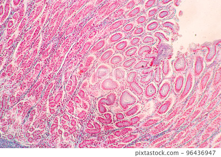 Backgrounds of Characteristics Tissue of Stomach Human, Small intestine Human, Pancreas Human and Large intestine Human under the microscope in Lab. 96436947