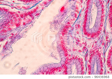Backgrounds of Characteristics Tissue of Stomach Human, Small intestine Human, Pancreas Human and Large intestine Human under the microscope in Lab. 96436968