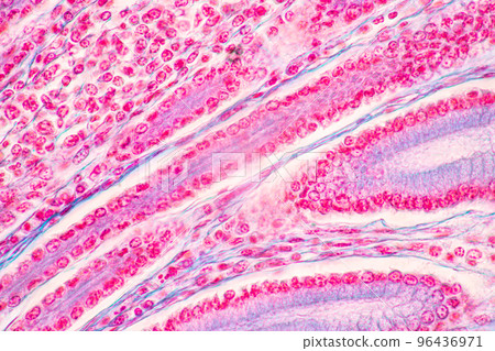 Backgrounds of Characteristics Tissue of Stomach Human, Small intestine Human, Pancreas Human and Large intestine Human under the microscope in Lab. Backgrounds of Characteristics Tissue of Stomach Human, Small intestine Human, Pancreas Human and Large intestine Human under the microscope in Lab. 96436971