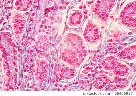 Backgrounds of Characteristics Tissue of Stomach Human, Small intestine Human, Pancreas Human and Large intestine Human under the microscope in Lab. 96436987