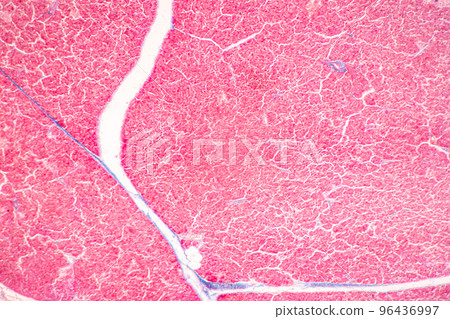 Backgrounds of Characteristics Tissue of Stomach Human, Small intestine Human, Pancreas Human and Large intestine Human under the microscope in Lab. Backgrounds of Characteristics Tissue of Stomach Human, Small intestine Human, Pancreas Human and Large intestine Human under the microscope in Lab. 96436997