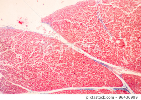 Backgrounds of Characteristics Tissue of Stomach Human, Small intestine Human, Pancreas Human and Large intestine Human under the microscope in Lab. 96436999