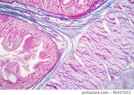 Backgrounds of Characteristics Tissue of Stomach Human, Small intestine Human, Pancreas Human and Large intestine Human under the microscope in Lab. 96437032