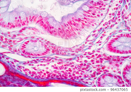 Backgrounds of Characteristics Tissue of Stomach Human, Small intestine Human, Pancreas Human and Large intestine Human under the microscope in Lab. 96437065