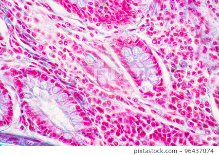 Backgrounds of Characteristics Tissue of Stomach Human, Small intestine Human, Pancreas Human and Large intestine Human under the microscope in Lab. Backgrounds of Characteristics Tissue of Stomach Human, Small intestine Human, Pancreas Human and Large intestine Human under the microscope in Lab. 96437074