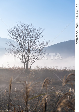 Early morning satoyama scenery with fog Early morning satoyama scenery with fog 96437144
