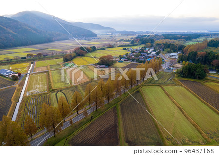 Drone photography | Metasequoia tree-lined road at the peak of autumn leaves | Makino Town, Takashima City, Shiga Prefecture 96437168